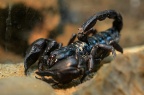 亚洲雨林蝎 / BlackScorpion / AsianForestScorpion Heterometrus spinifer