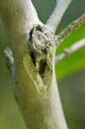 大腹园蛛 / 大腹鬼蛛 Araneus ventricosus
