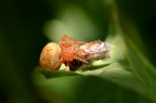 疑似 圆蛛科的 Araneus alsine (Strawberry spider 草莓蜘蛛) 附近，求鉴定