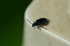 鞘翅目 Coleoptera