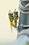 食蚜蝇