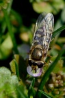 食蚜蝇 Syrphidae