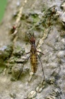 长脚蝇科，附属长脚蝇 Stypocladius appendiculatus 近似种