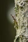长脚蝇科，附属长脚蝇 Stypocladius appendiculatus 近似种