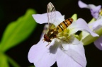 食蚜蝇 Episyrphus