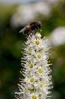 黄道食蚜蝇 Phytomia zonata
