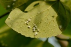 朴树绵蚜 Shivaphis celti