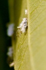 朴树绵蚜 Shivaphis celti