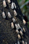 斑衣蜡蝉 Lycorma delicatula