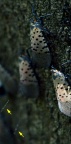 斑衣蜡蝉 Lycorma delicatula