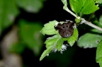 某种 广翅蜡蝉 Ricanula sp. 成虫