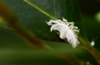 某种 广翅蜡蝉 Ricanula sp. 的若虫