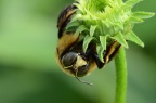 黄领花蜂（黄领木蜂） Xylocopa sauteri