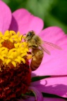 密蜂与百日菊
