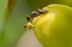 蚂蚁 "milking" 蚜虫（亦或是 "nursing" …），在海桐硕果顶端