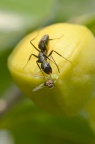 蚂蚁 "milking" 蚜虫（亦或是 "nursing" …），在海桐硕果顶端