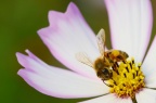 蜜蜂与波斯菊
