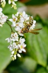 胡蜂 / 马蜂 （长脚蜂属 Polistes）