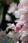黄领花蜂 / 黄领木蜂 Xylocopa sauteri
