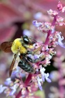 黄领花蜂（黄领木蜂） Xylocopa sauteri