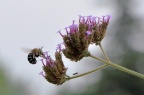鞋斑无垫蜂 / 青条花蜂 Amegilla calceifera