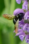 铜翼眥木蜂 Xylocopa tranquebarorum