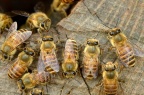 中华蜜蜂 Apis cerana
