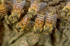 中华蜜蜂 Apis cerana