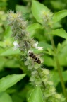 切叶蜂 Megachilidae