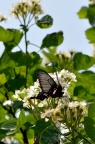 玉带凤蝶 Papilio polytes polytes