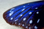 异型紫斑蝶 / 端紫斑蝶 Euploea mulciber