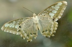 丽蛱蝶 Parthenos sylvia