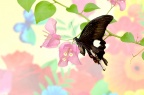 玉斑凤蝶 / 白紋鳳蝶 Papilio helenus