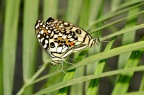 达摩翠凤蝶 / 达摩凤蝶 / 無尾鳳蝶 Papilio demoleus