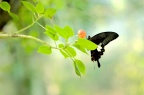 玉斑凤蝶 / 白紋鳳蝶 Papilio helenus
