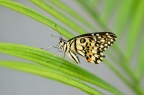 达摩翠凤蝶 / 达摩凤蝶 / 無尾鳳蝶 Papilio demoleus