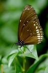 蓝点紫斑蝶 Euploea midamus 或附近