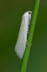 一种 甘蔗白禾螟蛾 / 甘蔗白螟 / 黄尾蛀禾螟 Scirpophaga nivella