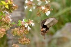 玉带凤蝶（♀） Papilio polytes polytes 红斑型