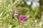 柑橘凤蝶 Papilio xuthus