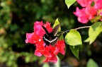 玉带凤蝶 Papilio polytes polytes