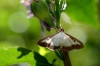 瓜绢野螟蛾 Diaphania indica