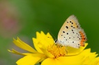 红灰蝶 Lycaena phlaeas
