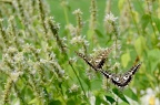 柑橘凤蝶 Papilio xuthus