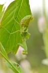 羽化中的螳螂，种未知，可能是宽腹螳螂 Hierodula bipapilla