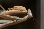 中华大刀螂 Paratenodera sinensis Saussure