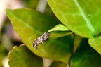 蚜狮，草蛉 Chrysopa sp. 的幼虫