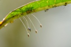 脉翅目 Neuroptera