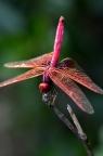紫紅蜻蜓 Trithemis aurora