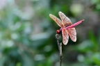 紫紅蜻蜓 Trithemis aurora
